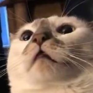 Meet your Posher, Alena